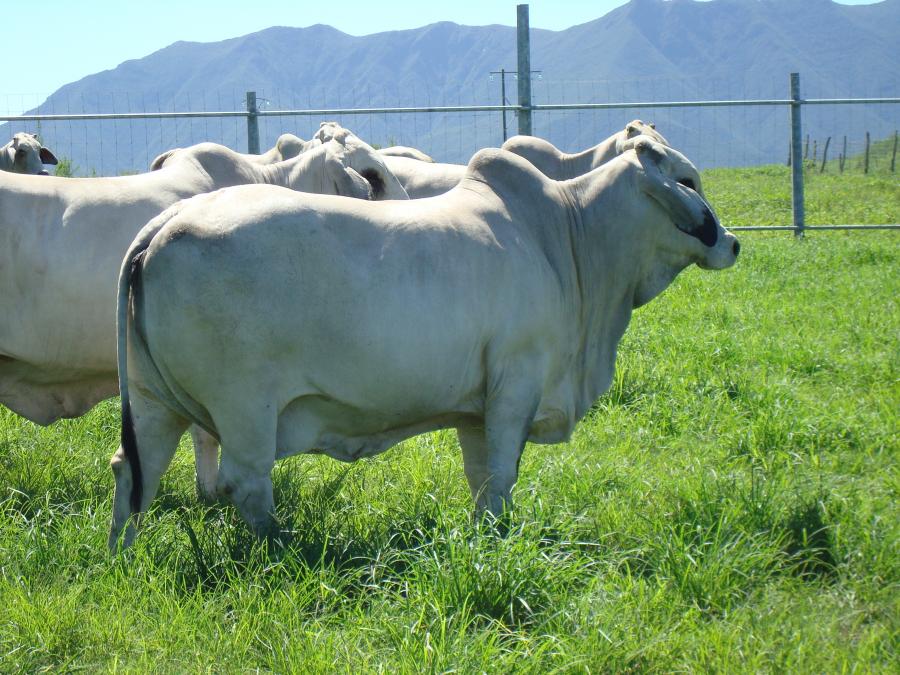 Femelles Brahman de l'élevage E. Babin