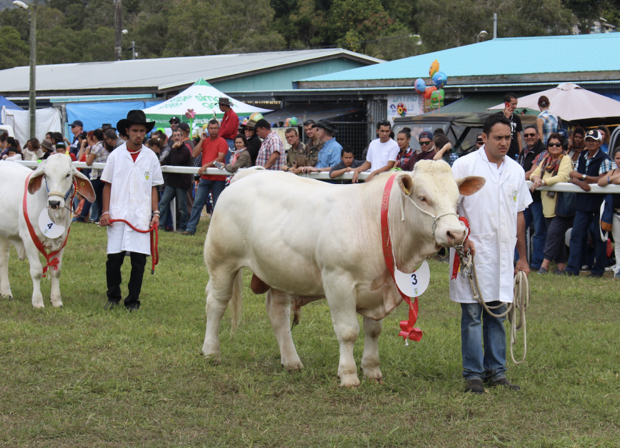 Champion charolais du troupeau de la province Sud ©Upra bovine