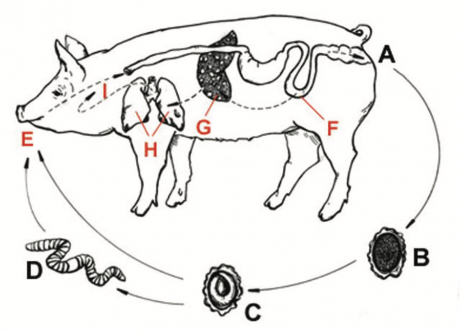 Cycle d'Ascaris suum. Modifié d’après la version de l’école de médecine vétérinaire de l’Université de Pennsylvanie.