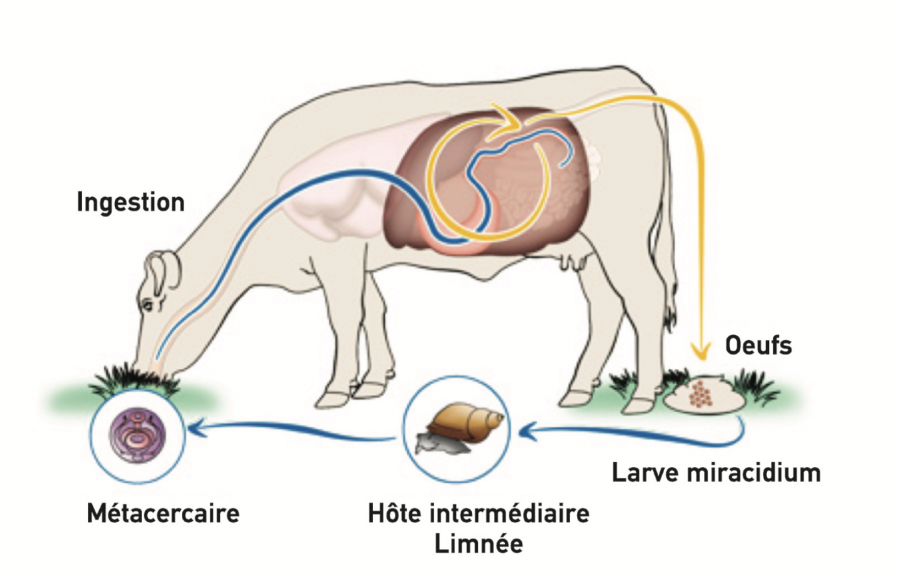 Cycle du Paramphistome. Source : prevention-rentable.fr