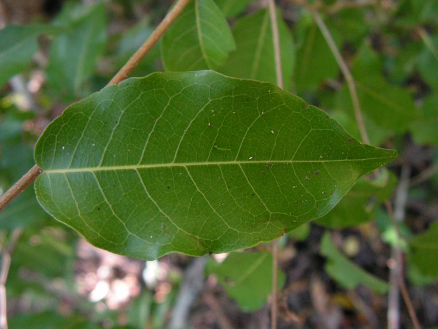 Feuille de Cleistanthus stipitatus ©IAC - A. Pain