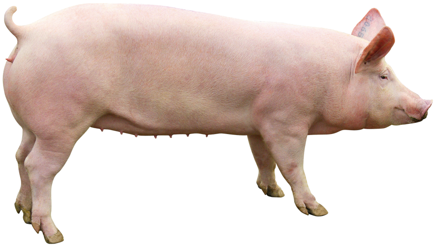 Élevage porcin — Wikipédia