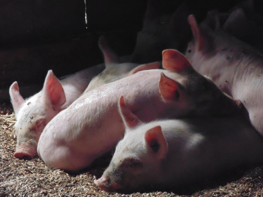Porcelets de la race Large White ©Upra porcine