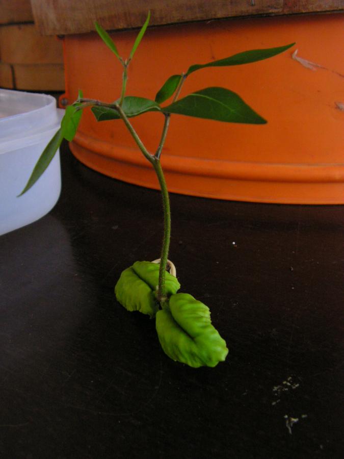 Plantule de 2 semaines d'Archidendropsis païvana ©IAC - A. Pain