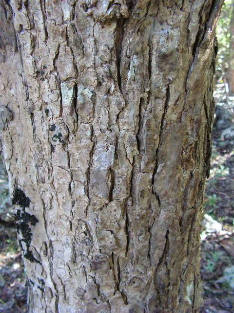 Écorce de Syzygium pendulicum ©IAC - A. Pain