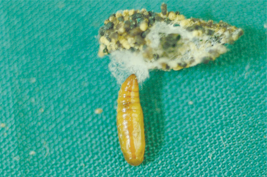 La chrysalide sortie manuellement de son cocon, formé de débris végétaux ©IAC - S. Cazères