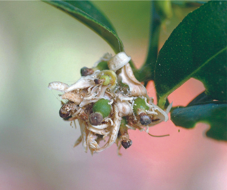 Dégâts sur une grappe de boutons floraux de citronnier ©IAC - S. Cazères