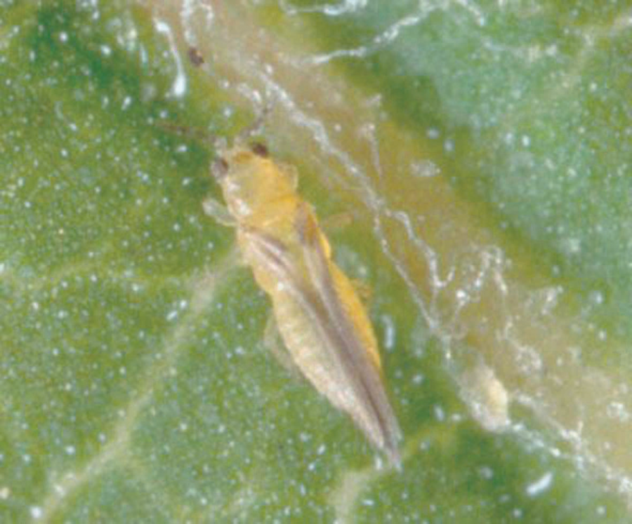 Adulte du Thrips jaune du Théier ©S. Toda