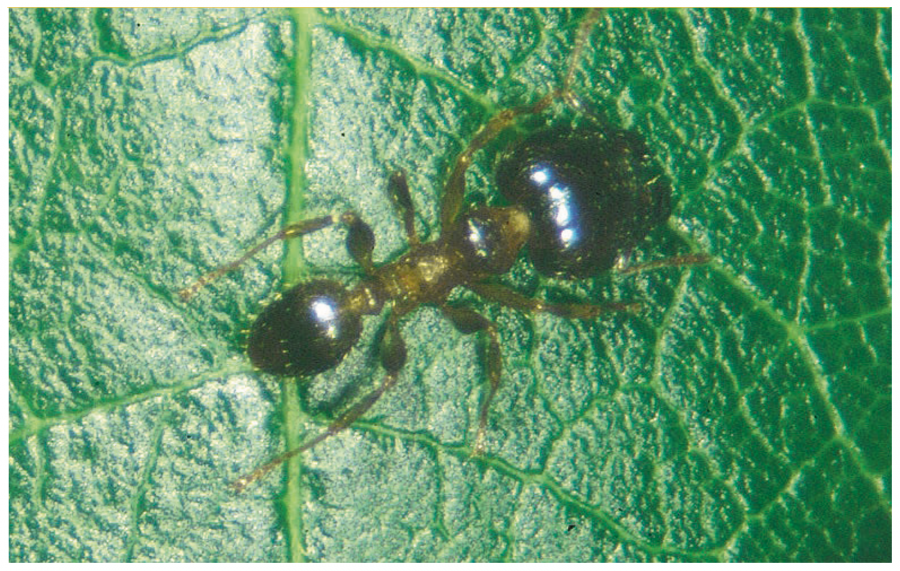 Soldat de la fourmi noire à grosse tête ©IAC - S. Cazères