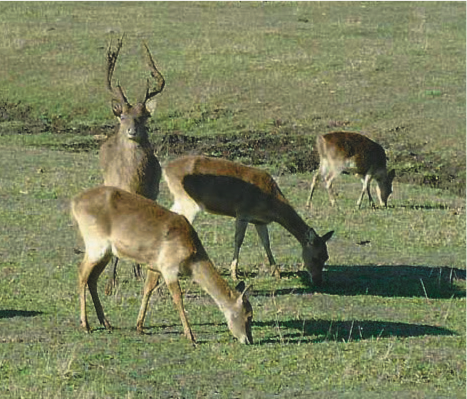 Un mâle et trois biches en captivité ©IAC - S. Cazères