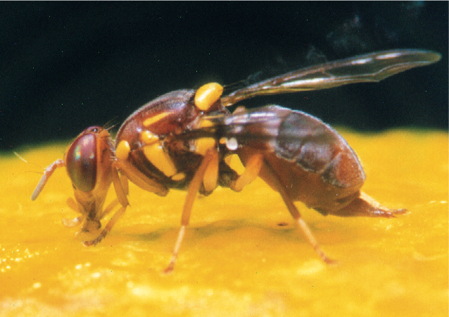 Adulte femelle de Bactrocera tryoni ©IAC - S. Cazères