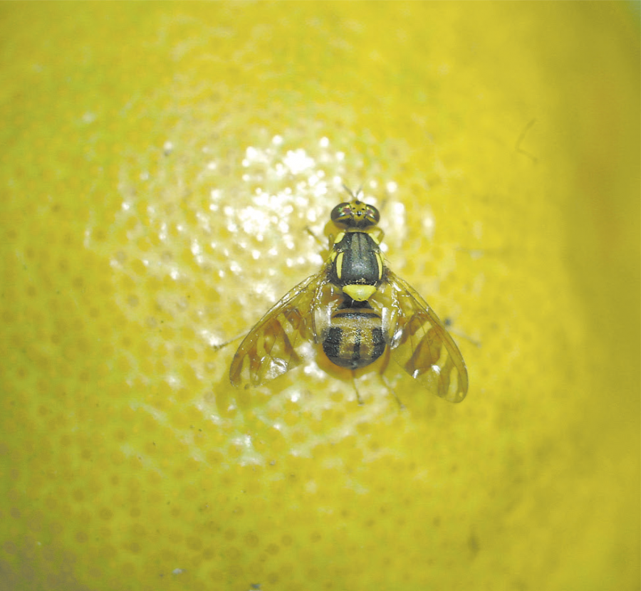 Adulte mâle de Bactrocera umbrosa sur un fruit, capturé dans un piège au méthyl-eugénol ©IAC - S. Cazères