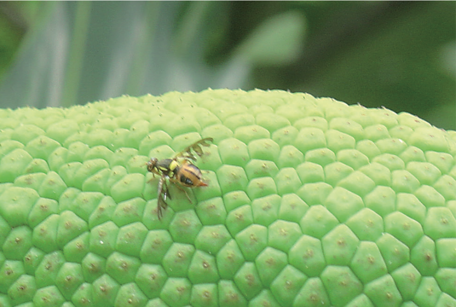 Femelle de Bactrocera umbrosa sur un fruit à pain ©IAC - S. Cazères