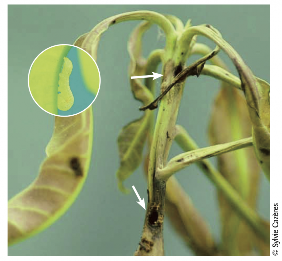 Les deux flèches montrent les orifices d’entrée des chenilles dans la tige. En insert, une chenille juvénile de l’espèce sur une feuille de manguier ©IAC - S. Cazères