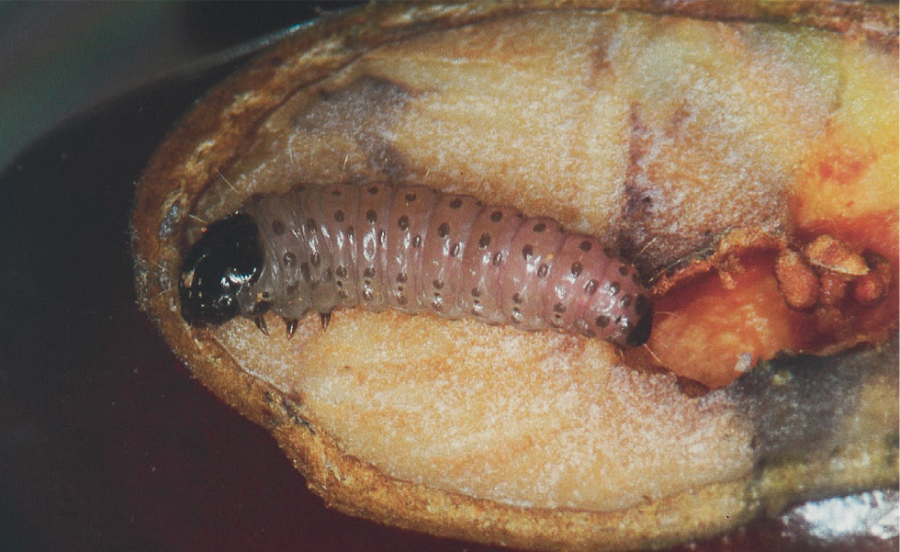 Chenille âgée de Cryptophlebia ombrodelta sortant du trou qu’elle a creusé dans un noyau de litchi ©D. Paulaud