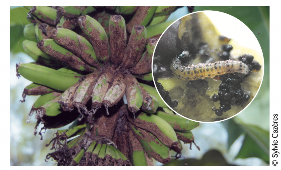 Dégâts sur jeunes bananes dus à la Pyrale du Bananier. En insert la larve de dernier stade de la Pyrale du Bananier ©IAC - S. Cazères