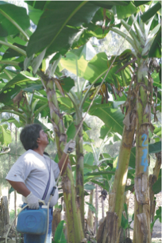 Injection d’insecticide avec la seringue adéquate dans une fleur récemment sortie ©IAC - S. Cazères