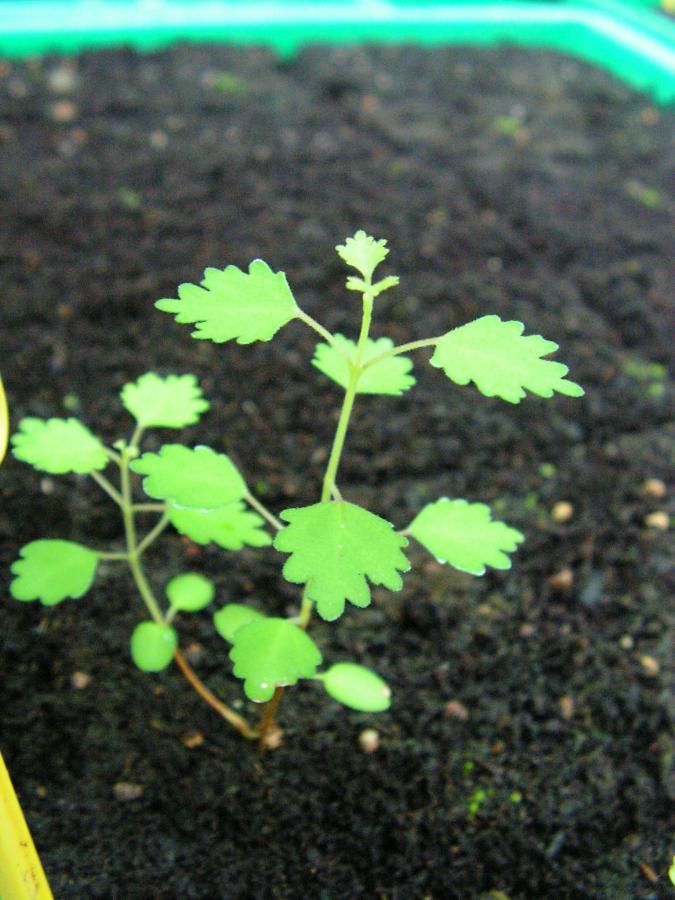 Jeune plant de Premna serratifolia ©IAC - A. Pain