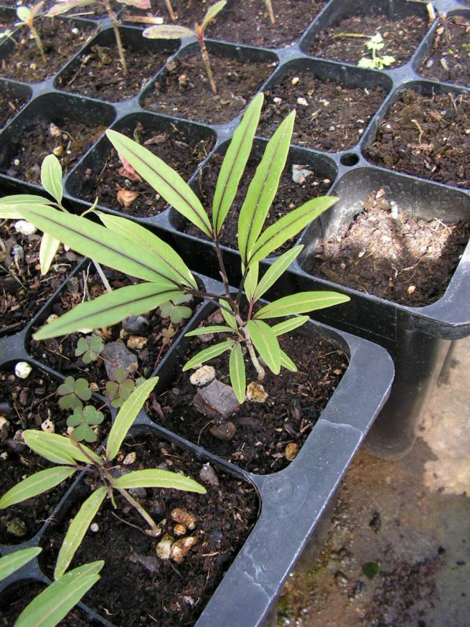 Jeune plant d'Arytera chartacea ©IAC A. Pain