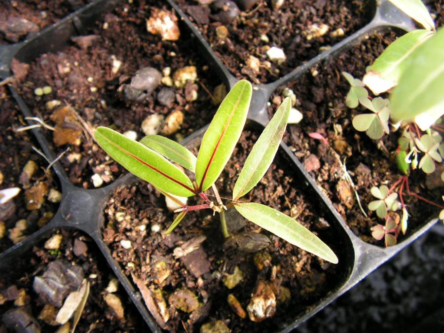 Plantule d'Arytera chartacea ©IAC A. Pain
