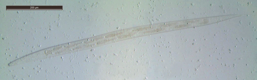 Larve L3 de Trichostrongylus ©IAC, LNC