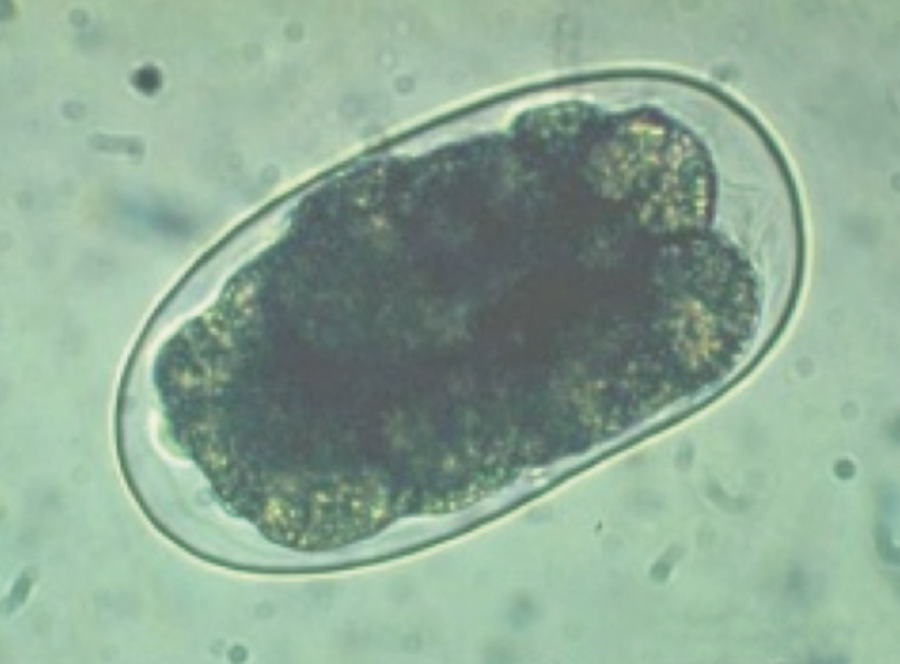 Œuf de Stephanurus dentatus ©Janssen Animal Health