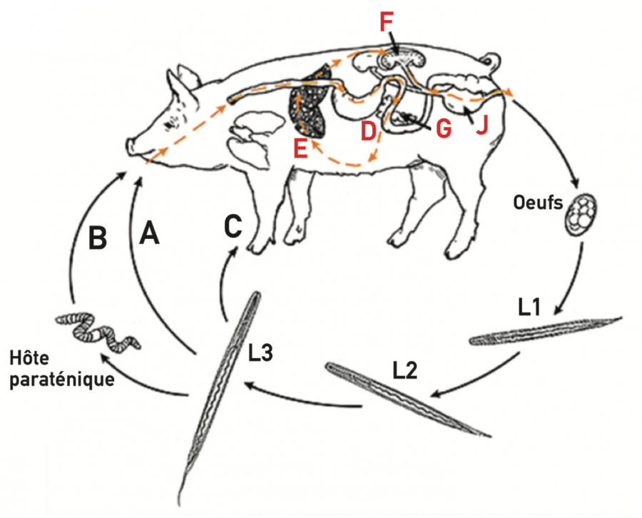 Cycle de Stephanurus dentatus. Modifié d’après la version de l’école de médecine vétérinaire de l’Université de Pennsylvanie.