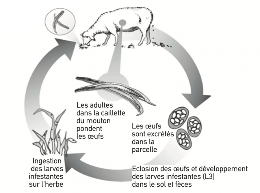 Cycle de vie d'Haemonchus contortus. Modifié d’après la version de Purdue University’s College of Agriculture