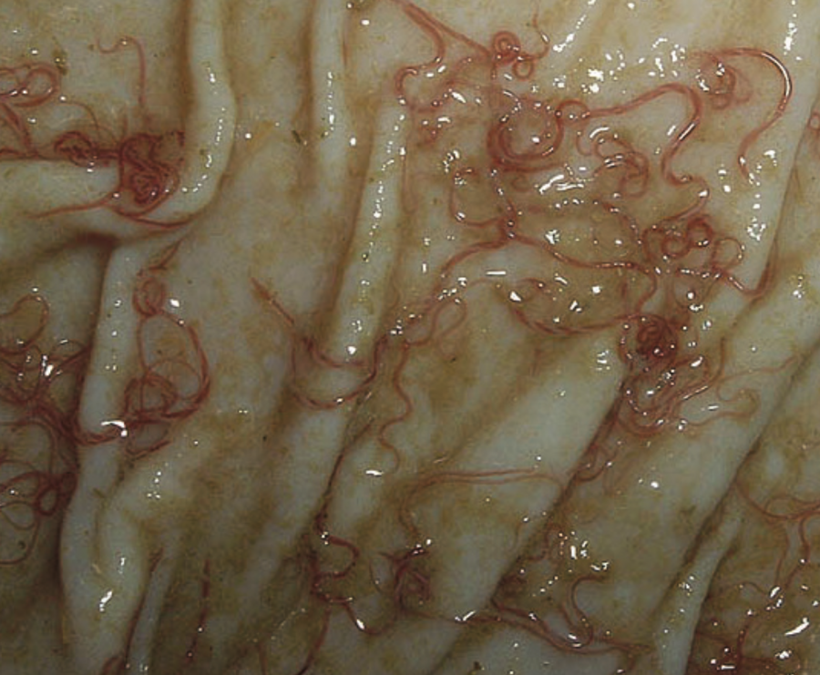 Infestation d’Haemonchus dans l’estomac d’une chèvre ©Université de Géorgie - Ray. M. Kaplan