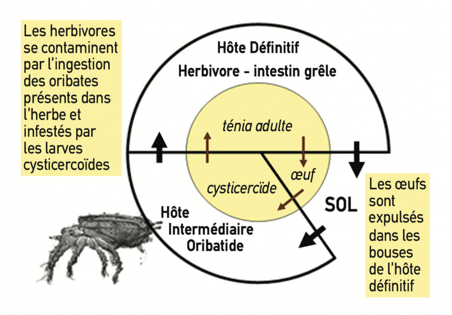 Cycle de Moniezia ©Groupement des Défenses Sanitaires de Rhône-Alpes