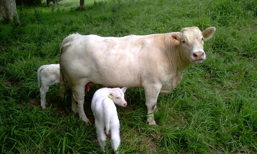 Vache charolaise et ses jumeaux ©Upra bovine