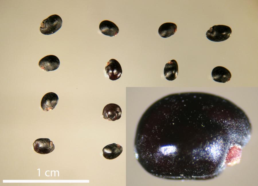 Graines de Dodonaea viscosa ©IAC