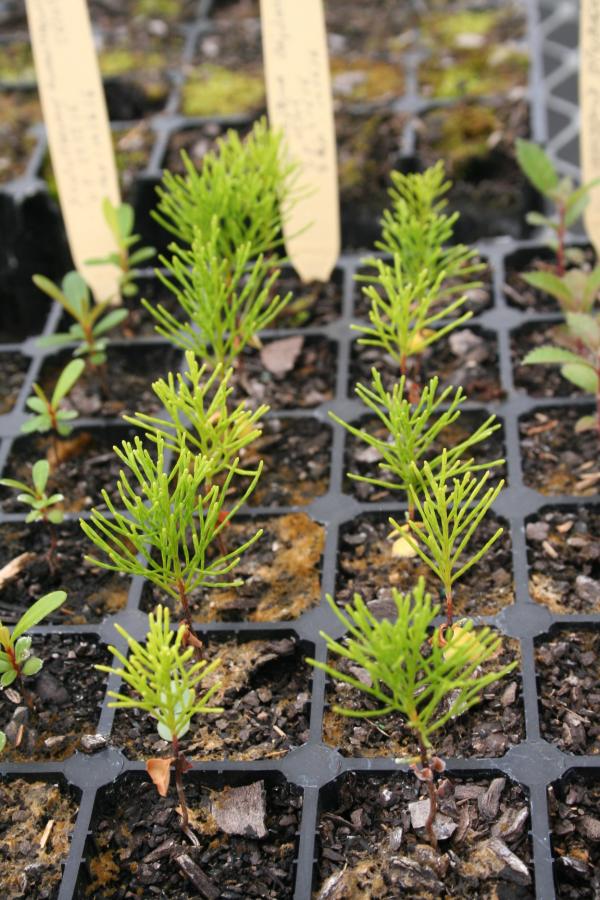 Jeunes plants de Gymnostoma deplancheanum (à 5 mois) ©IAC