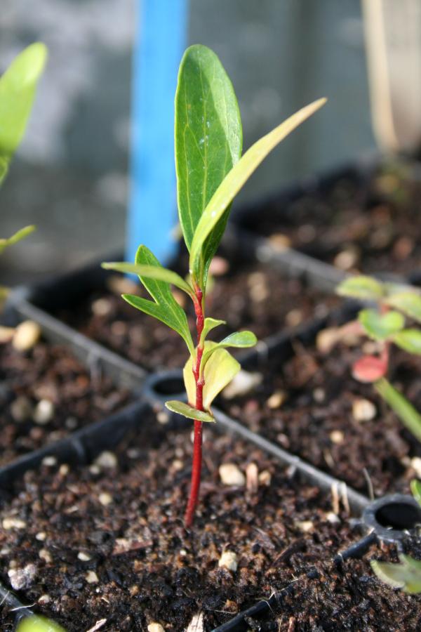 Jeune plant de Stenocarpus umbelliferus ©IAC