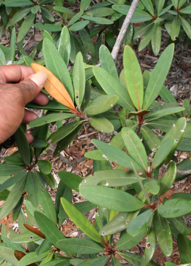 Feuilles d'Acridocarpus austrocaledonicus ©IAC