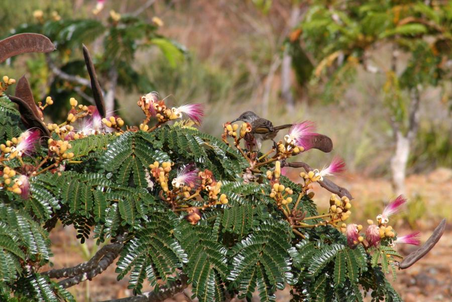 Feuilles, fleurs et fruits de Serianthes calycina ©IAC