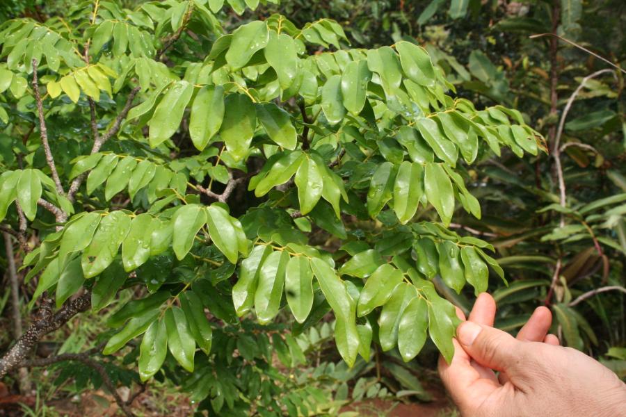 Détail des feuilles de Storckiella pancheri subsp. acuta ©IAC