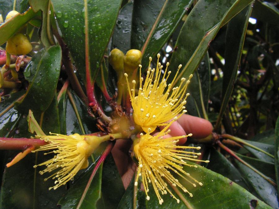 Fleurs de Metrosideros laurifolia ©IAC - A. Pain