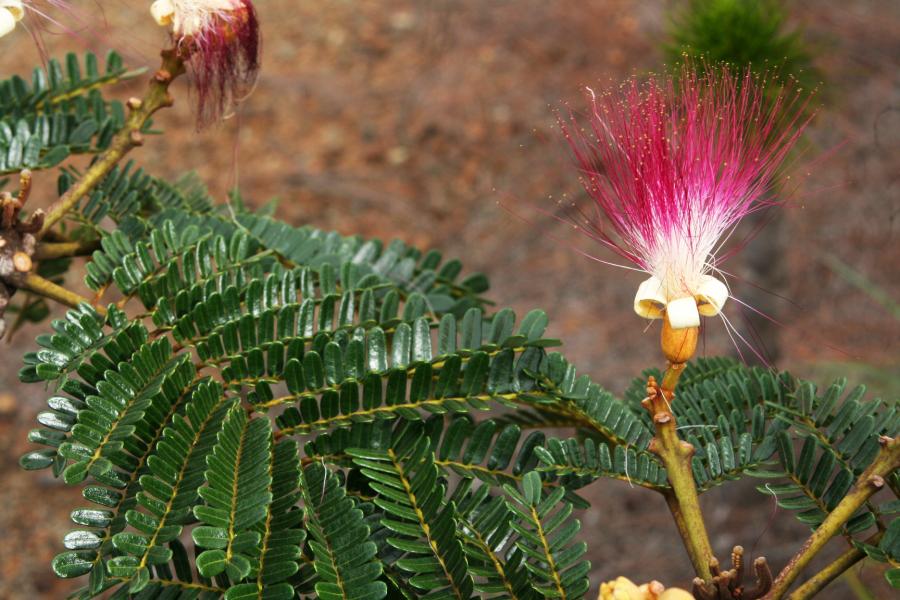 Fleurs de Serianthes calycina ©IAC