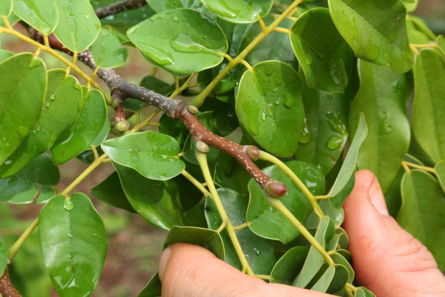 Extrémité d'une tige de Storckiella pancheri subsp. acuta (avec apex aigu) ©IAC