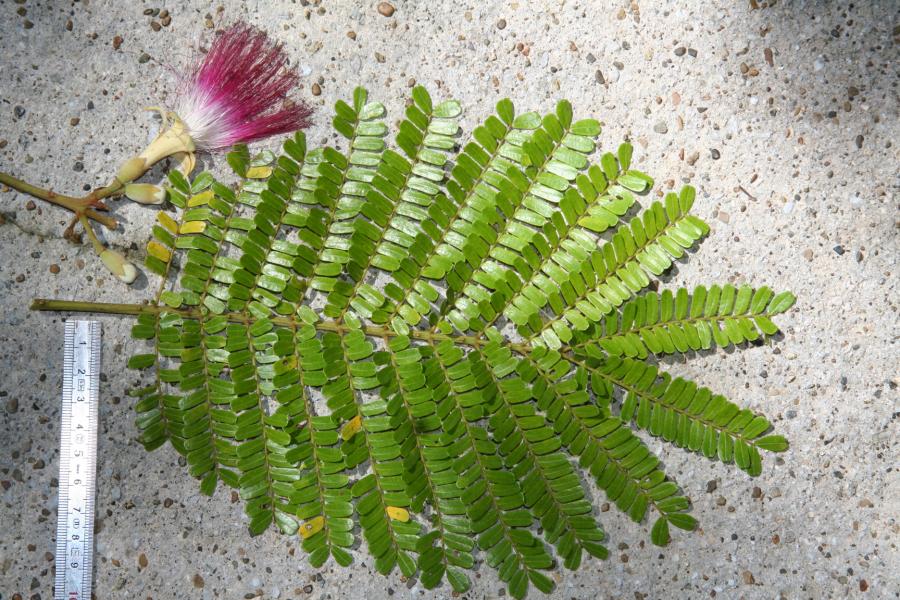 Détail de feuille et de fleur de Serianthes sachetiae ©IAC