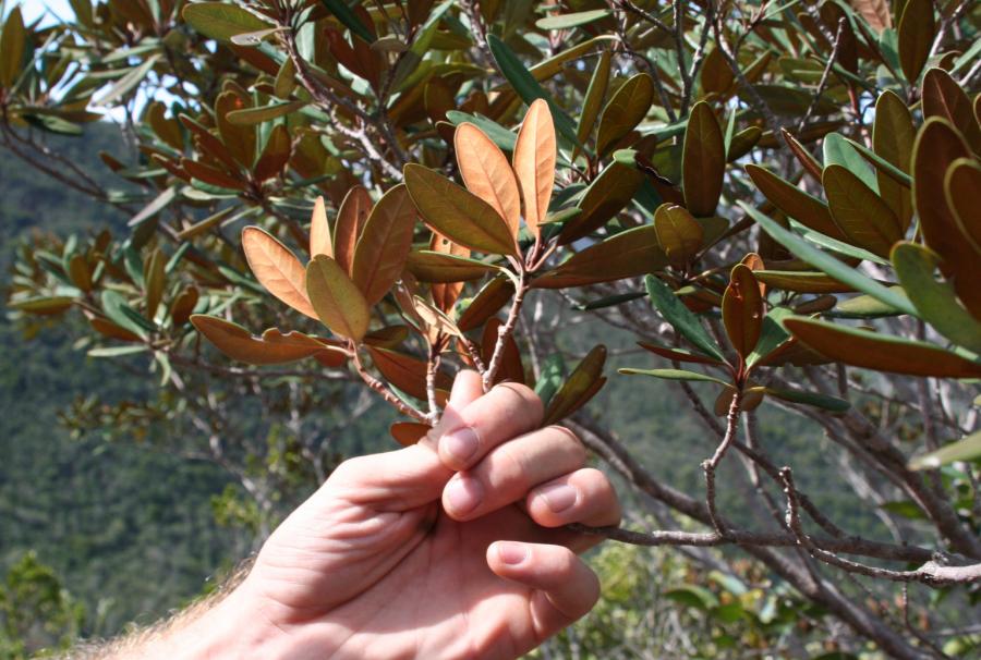 Revers des feuilles d'Acridocarpus austrocaledonicus ©IAC