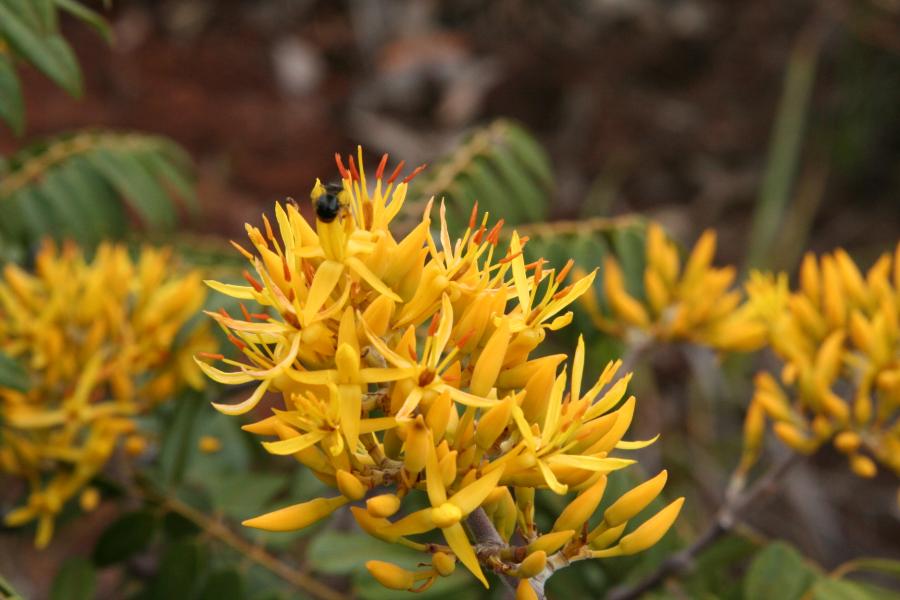 Détail d'une inflorescence de Storckiella pancheri subsp. acuta ©IAC