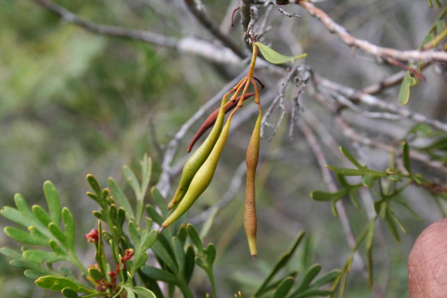 Fruits verts de Stenocarpus milnei ©IAC