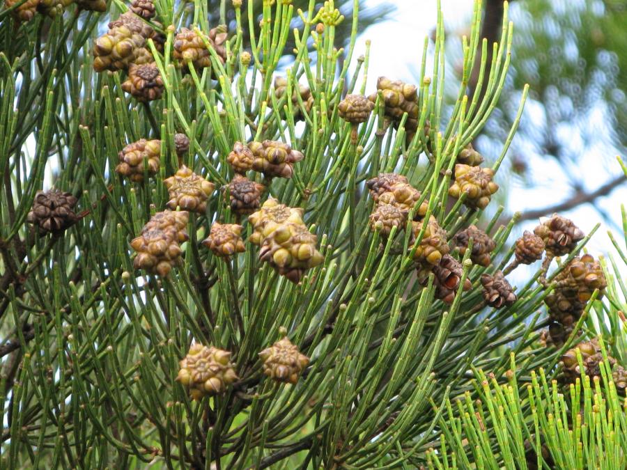 Fruits mûrs de Gymnostoma deplancheanum ©IAC