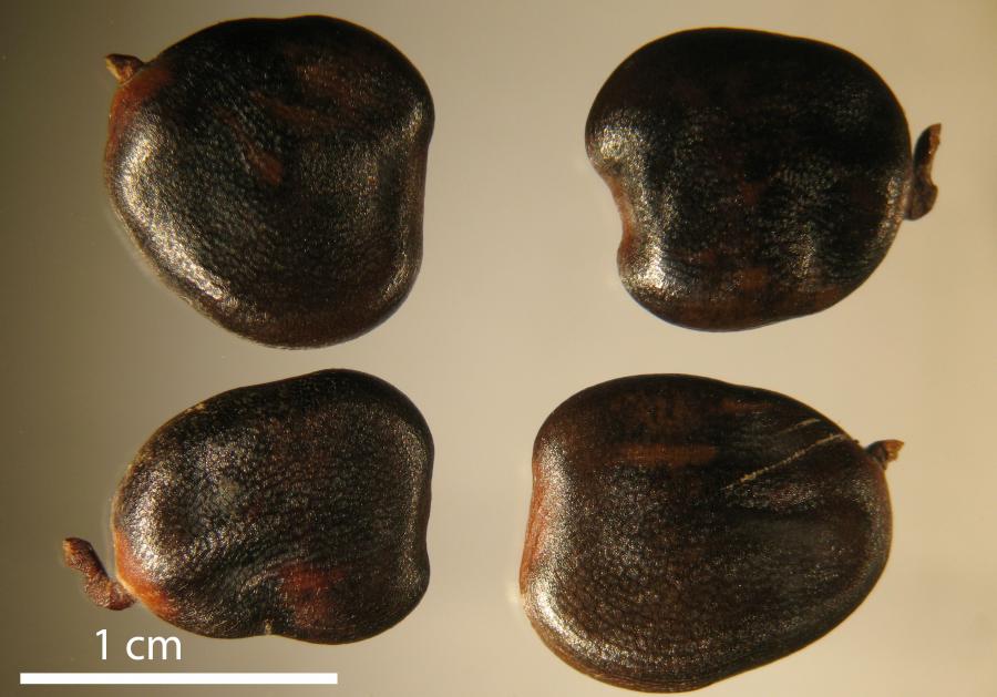 Graines de Storckiella pancheri subsp. acuta