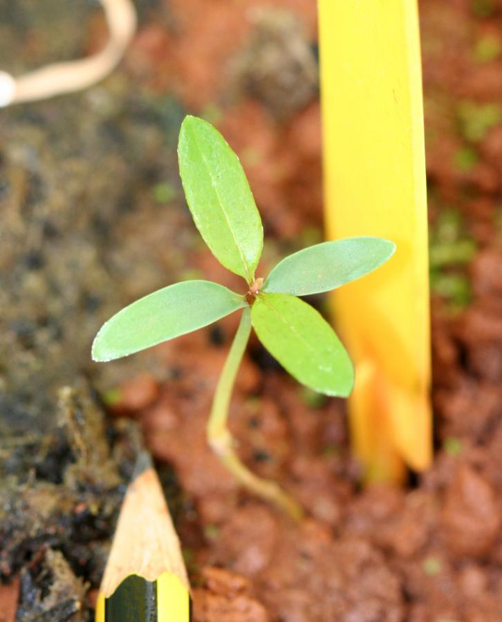 Jeune plant d'Acridocarpus austrocaledonicus (à 3 mois) ©IAC