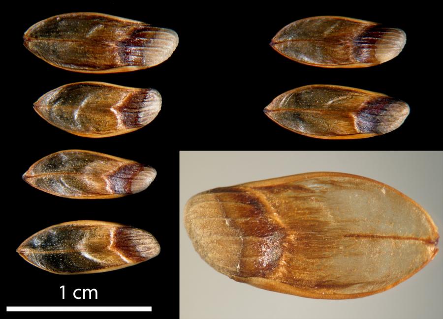 Graines de Gymnostoma deplancheanum ©IAC