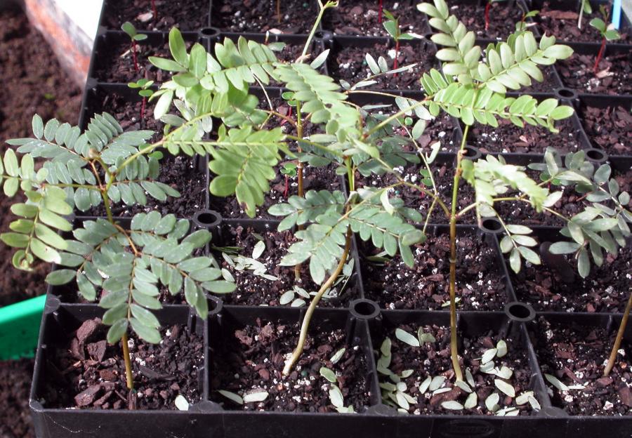 Jeunes plants de Serianthes sachetiae en pépinière (à 6 mois) ©IAC