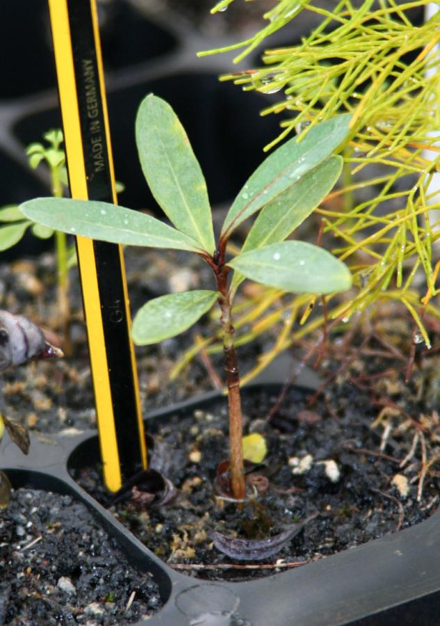 Plant d'Acridocarpus austrocaledonicus (à 10 mois) ©IAC